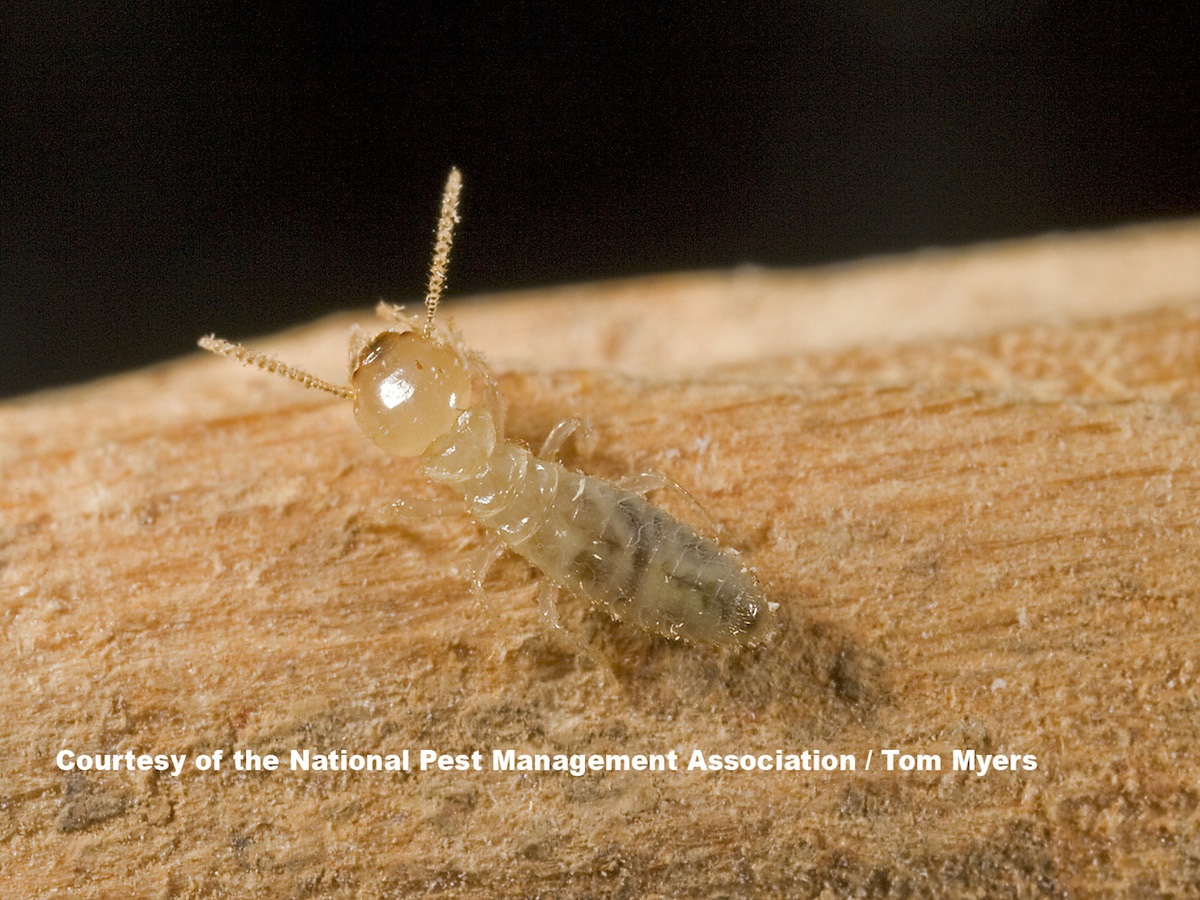 1 Subterranean Termites