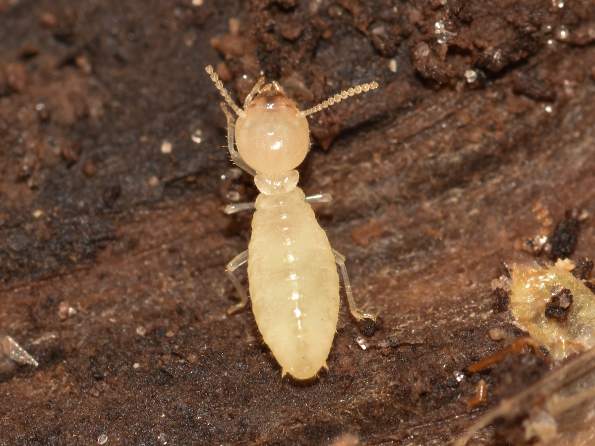 2 Formosan Termites