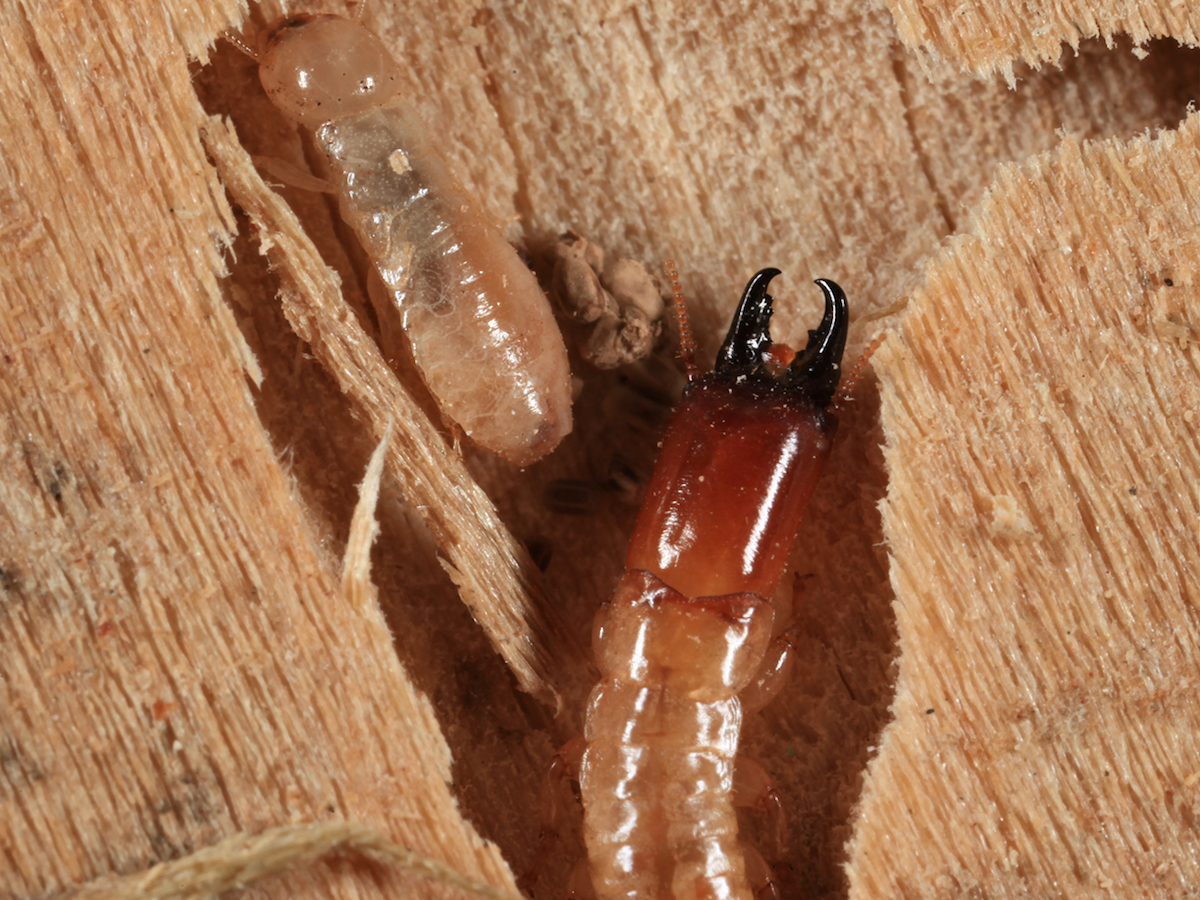 3 Drywood Termites