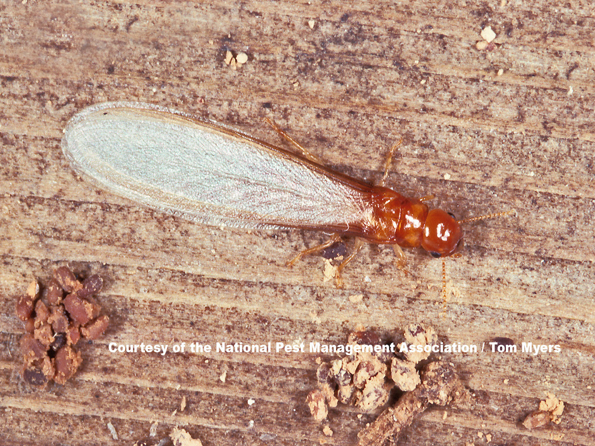 3 Drywood Termites