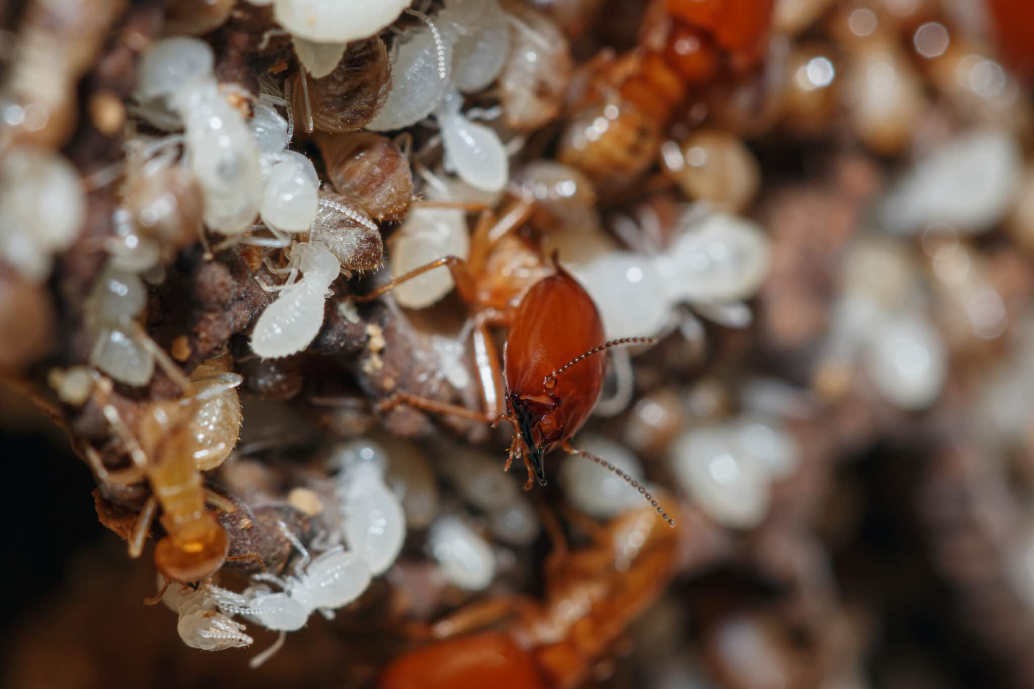 Appearance Of Termites Larvae