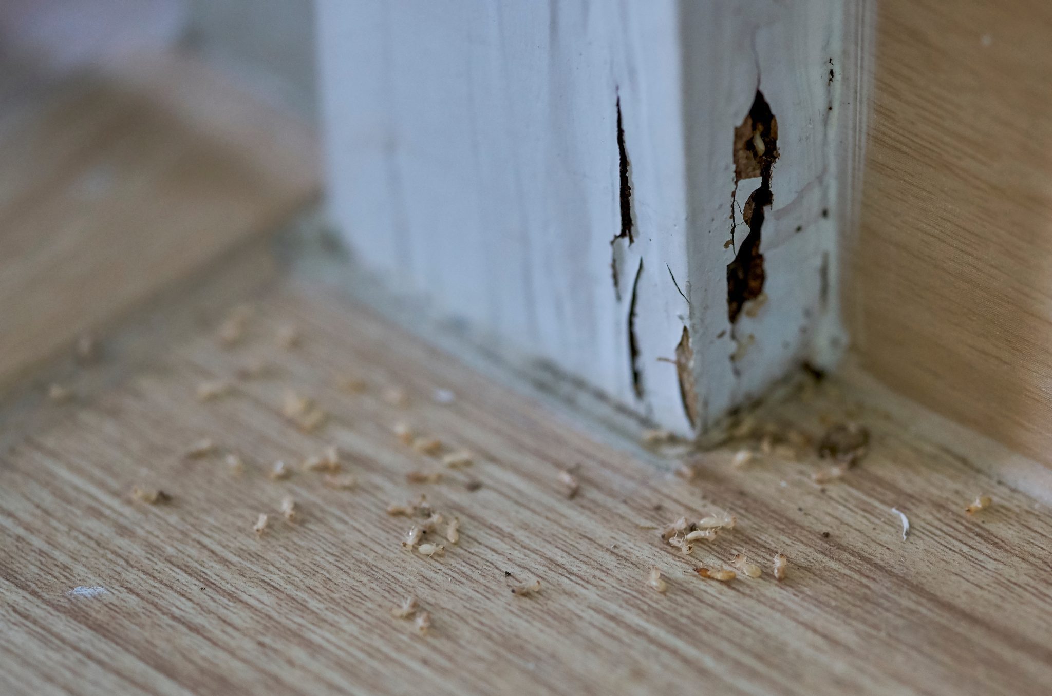 Are Termites Attracted To Plywood?