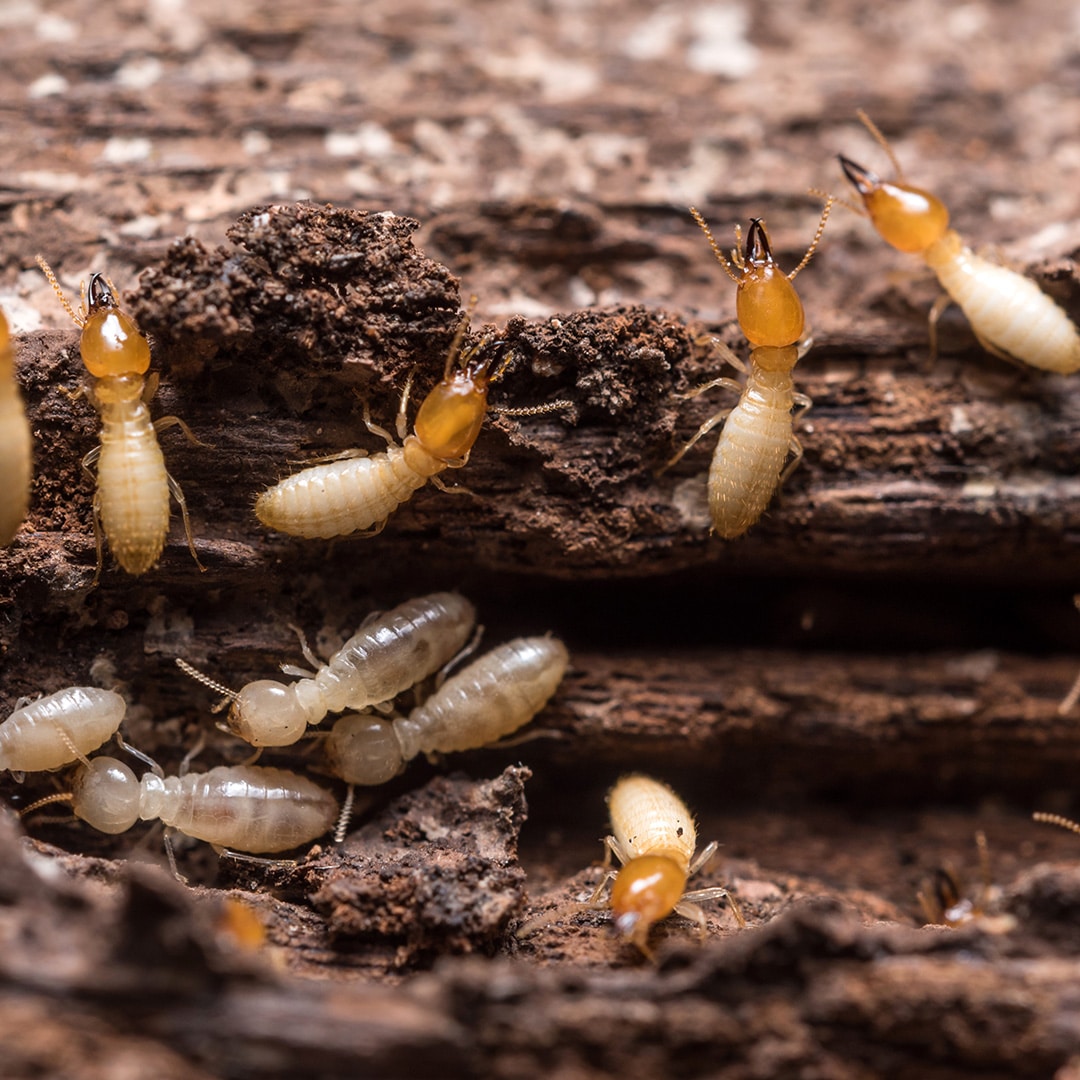 Are There Any Protective Measures To Avoid Termite Infestations?