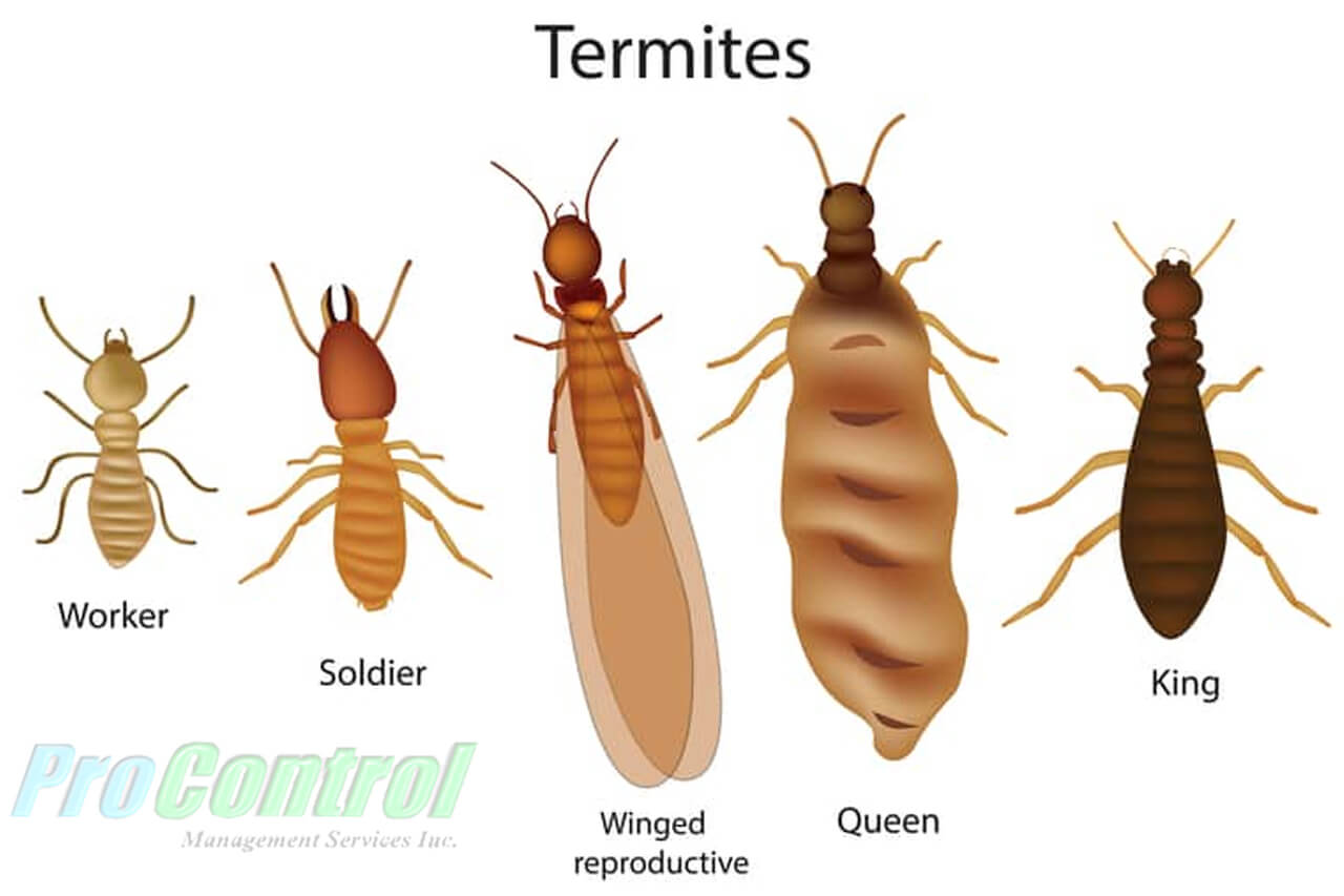 Areas Of Idaho Prone To Termites