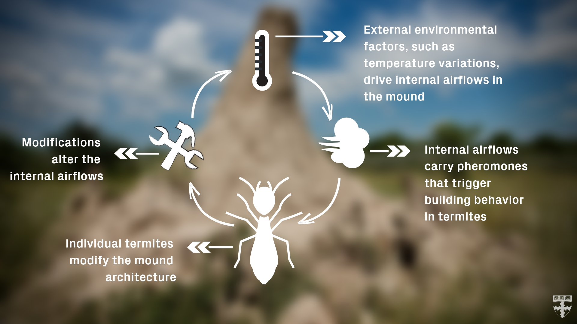 Behavior Of Termites