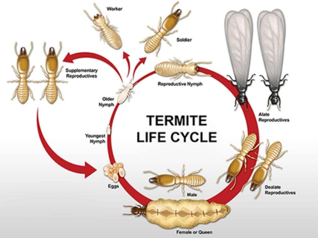 Behavior Of Termites Larvae