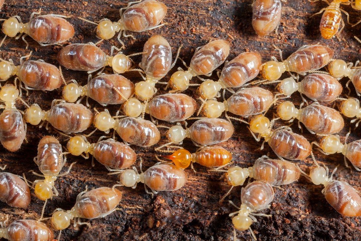 Benefits Of Using Nematodes For Termites