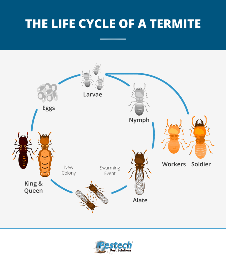 Biological Characteristics Of Termites