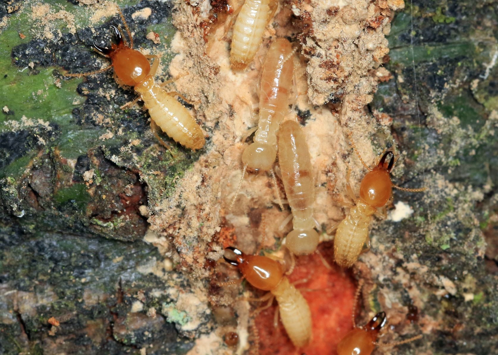 Causes Of Termite Infestation In New Orleans