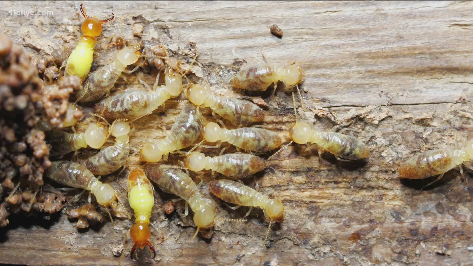 Causes Of Termites Eating Wood