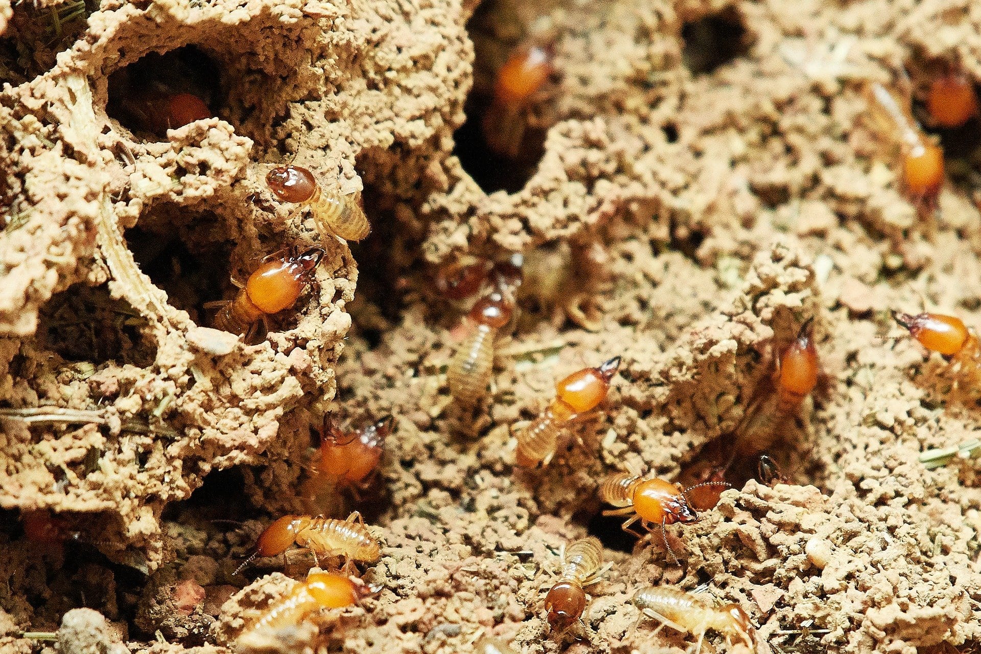  Causes Of Termites In Austin 