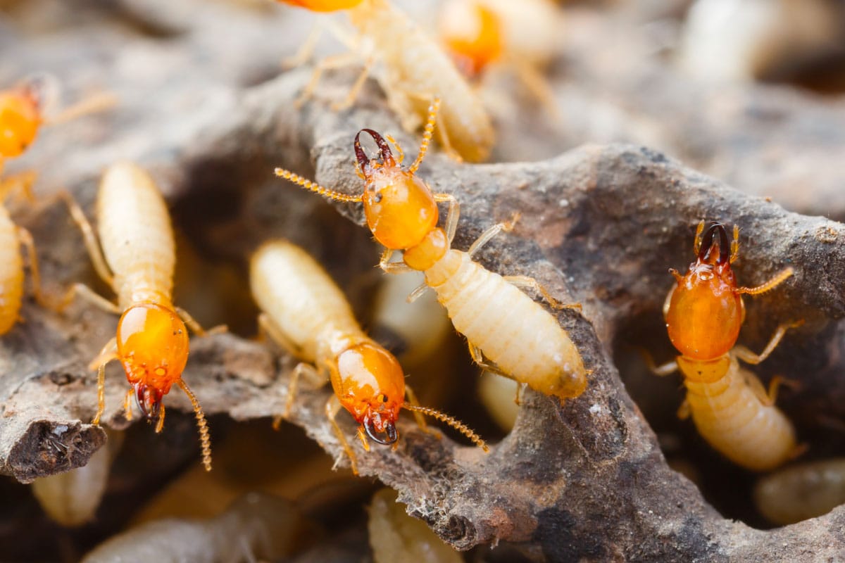 Characteristics Of Dampwood Termites