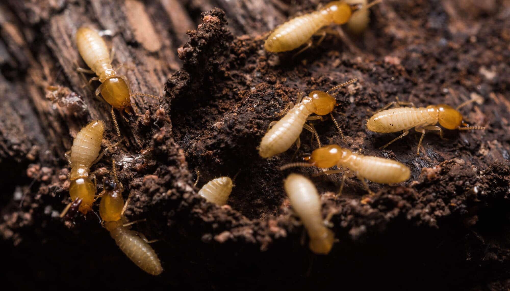 Common Areas Where Termites Are Found In Michigan