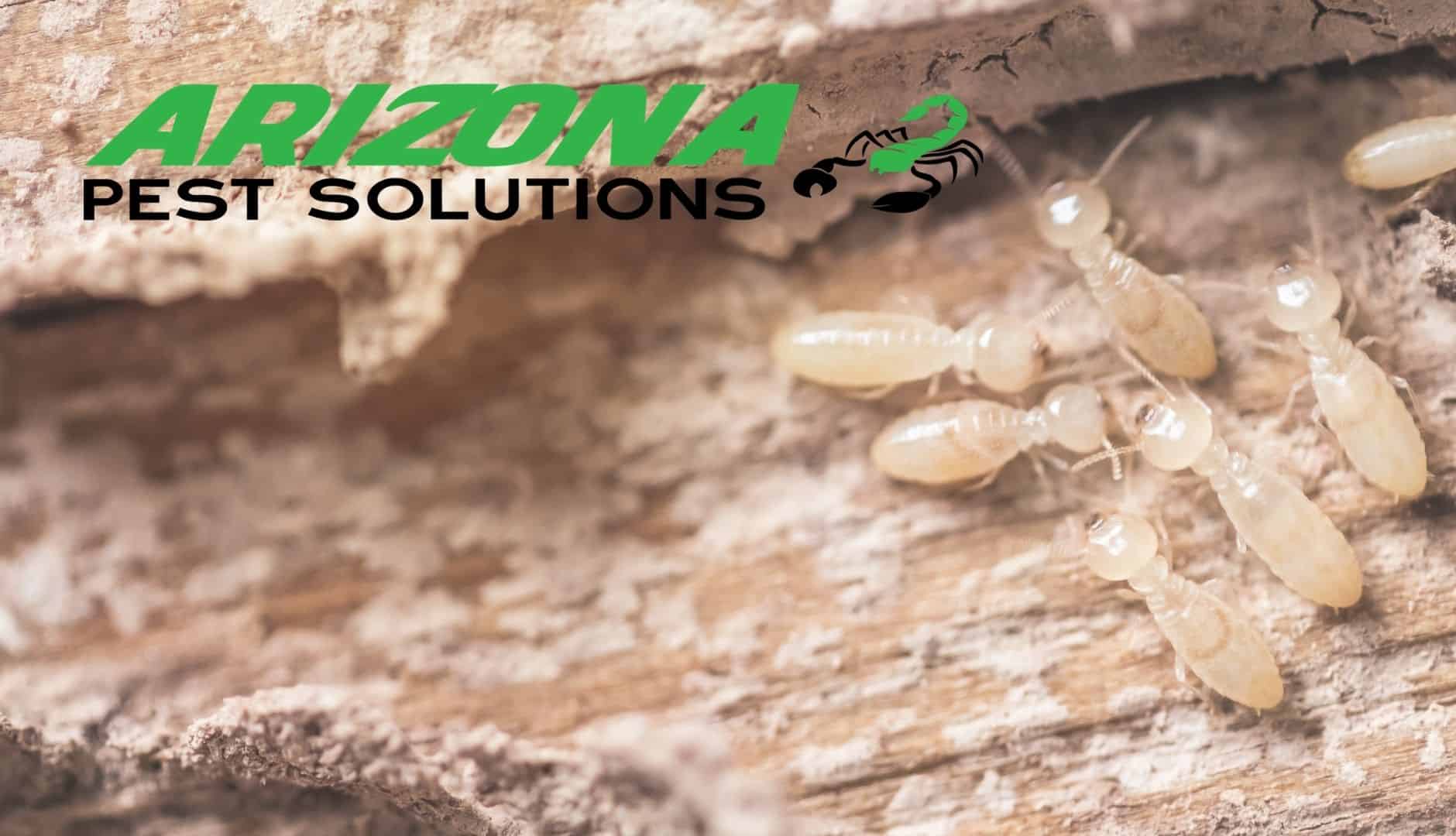 Common Species Of Termites Found In Arizona