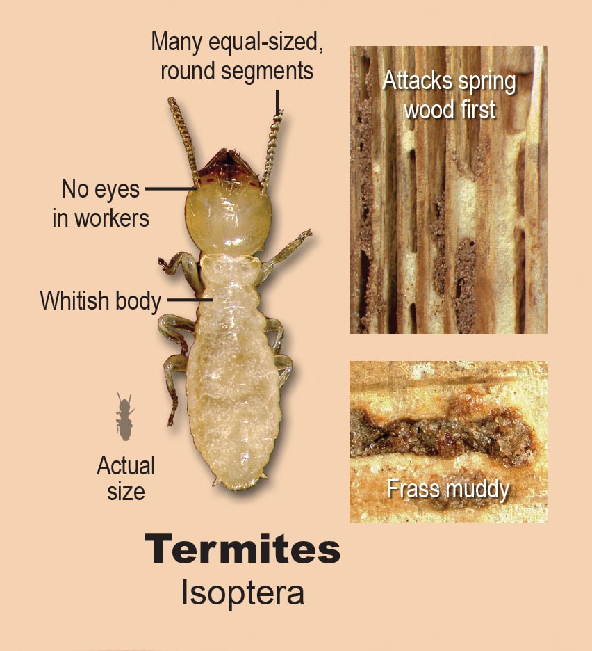 Common Species Of Termites Found In Michigan