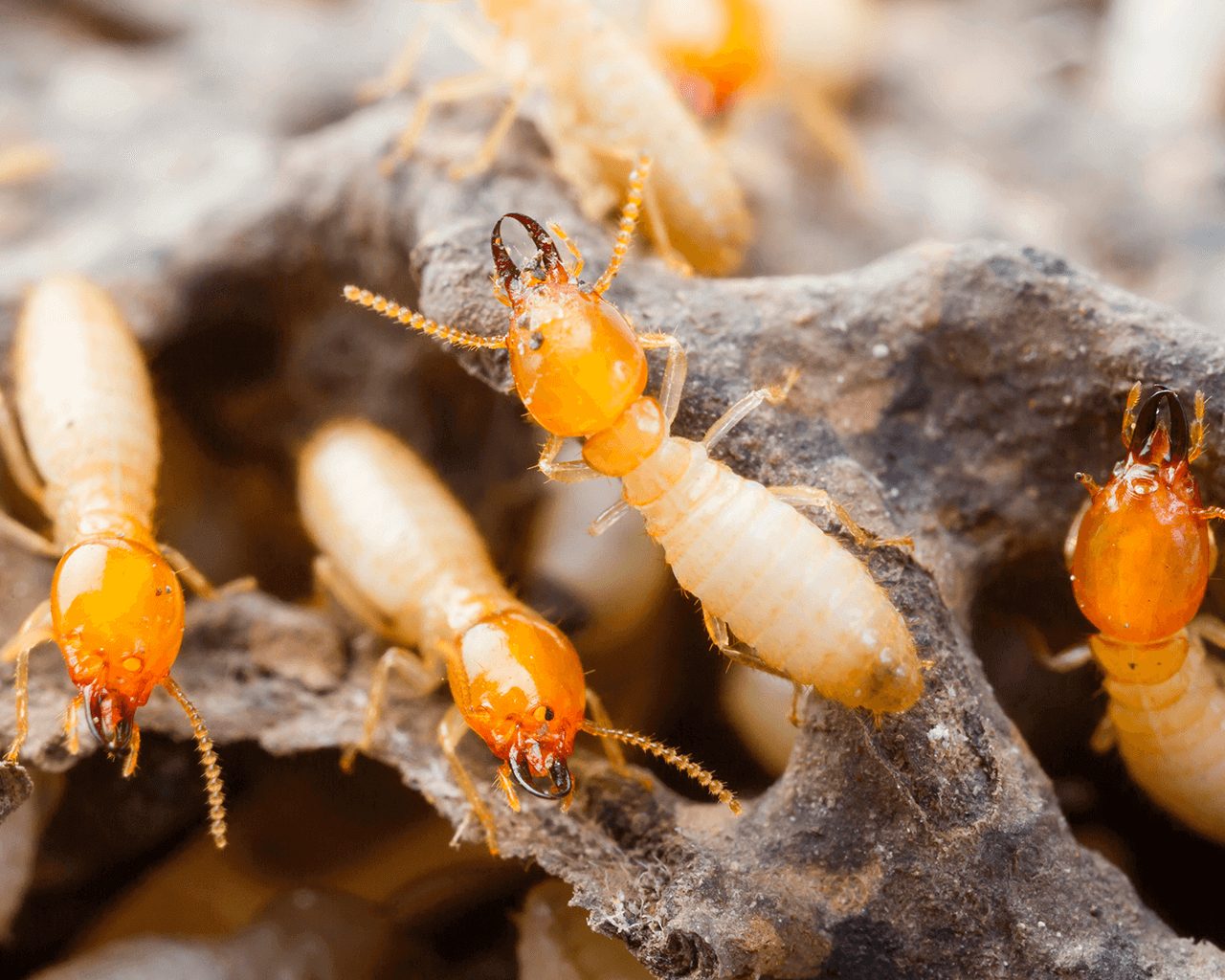 Commonality Of Termites In Texas