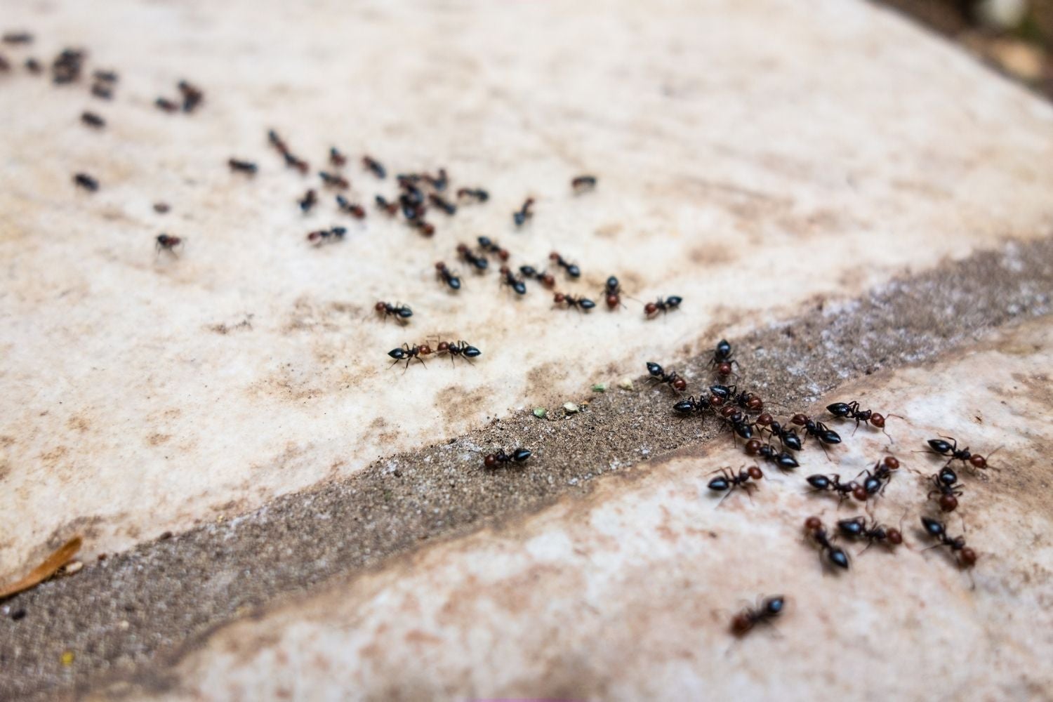 Comparison Of Termites And Gnats