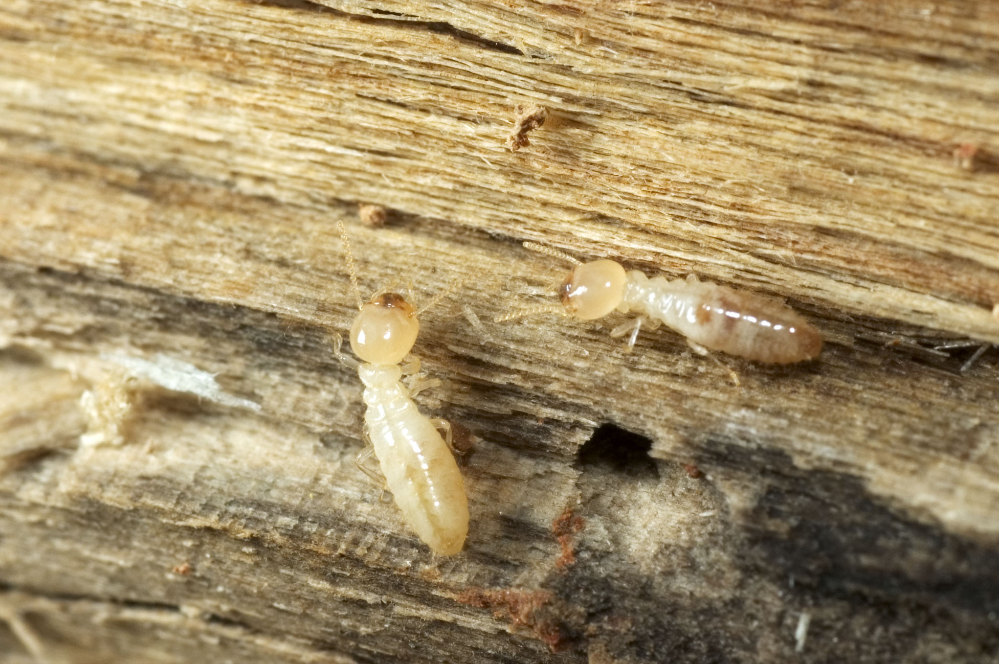 Control Of Termites Eating Wood