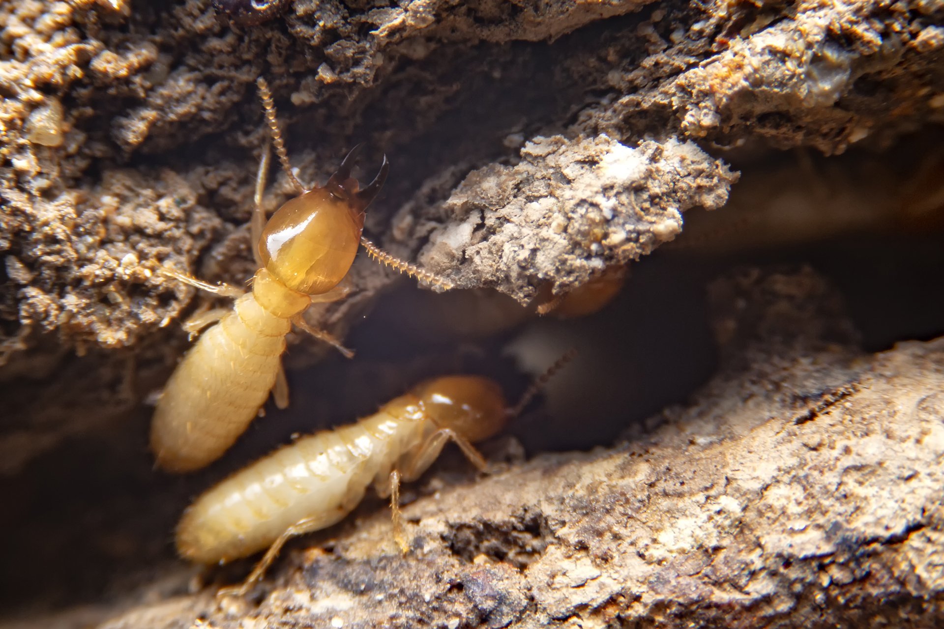 Control Of Termites In Colorado