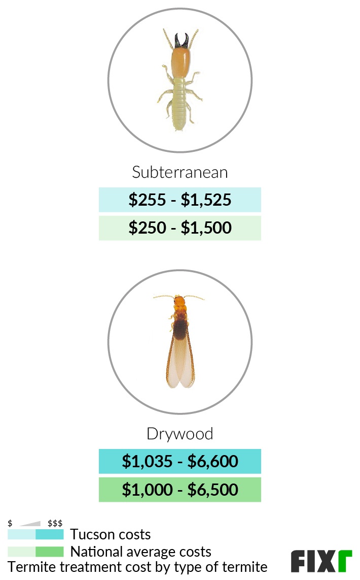 Control Of Termites In Tucson