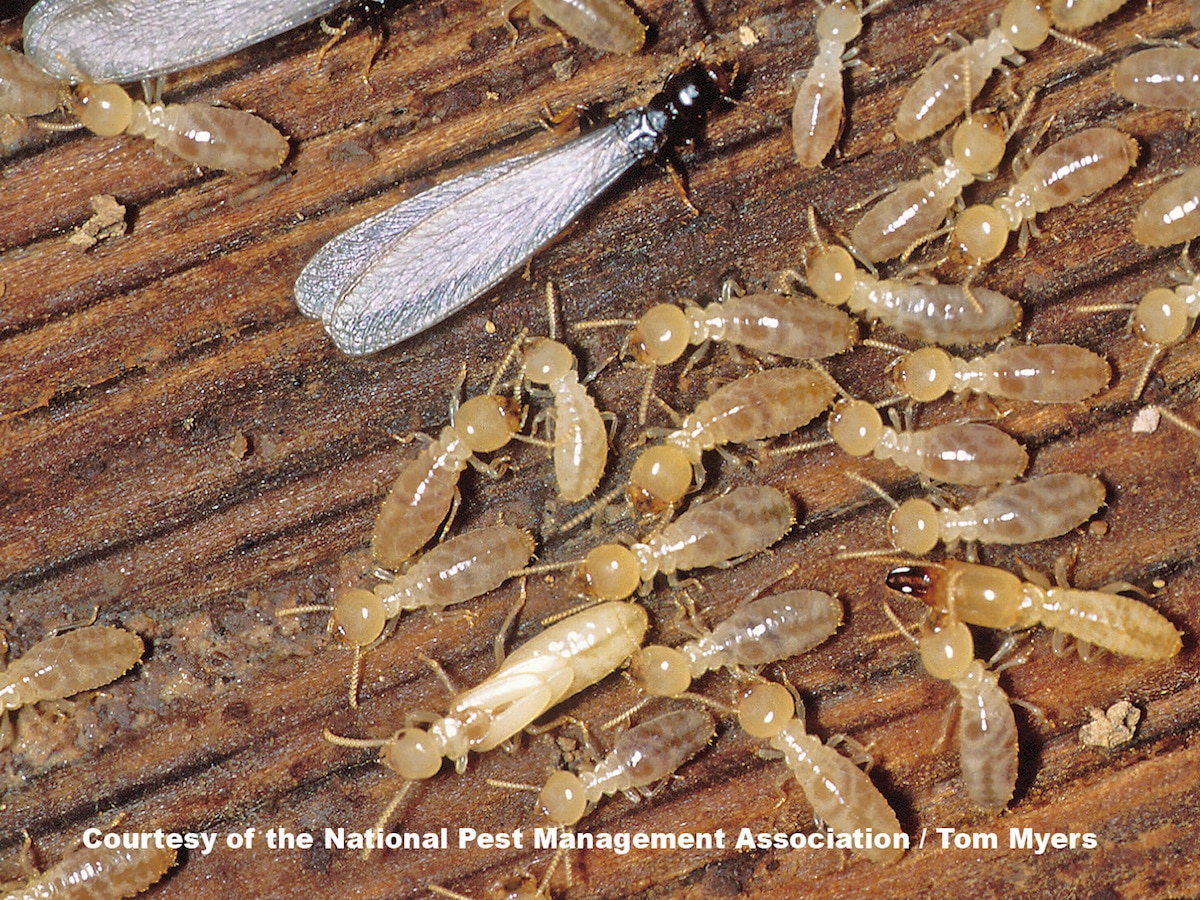 Control Of Termites Larvae