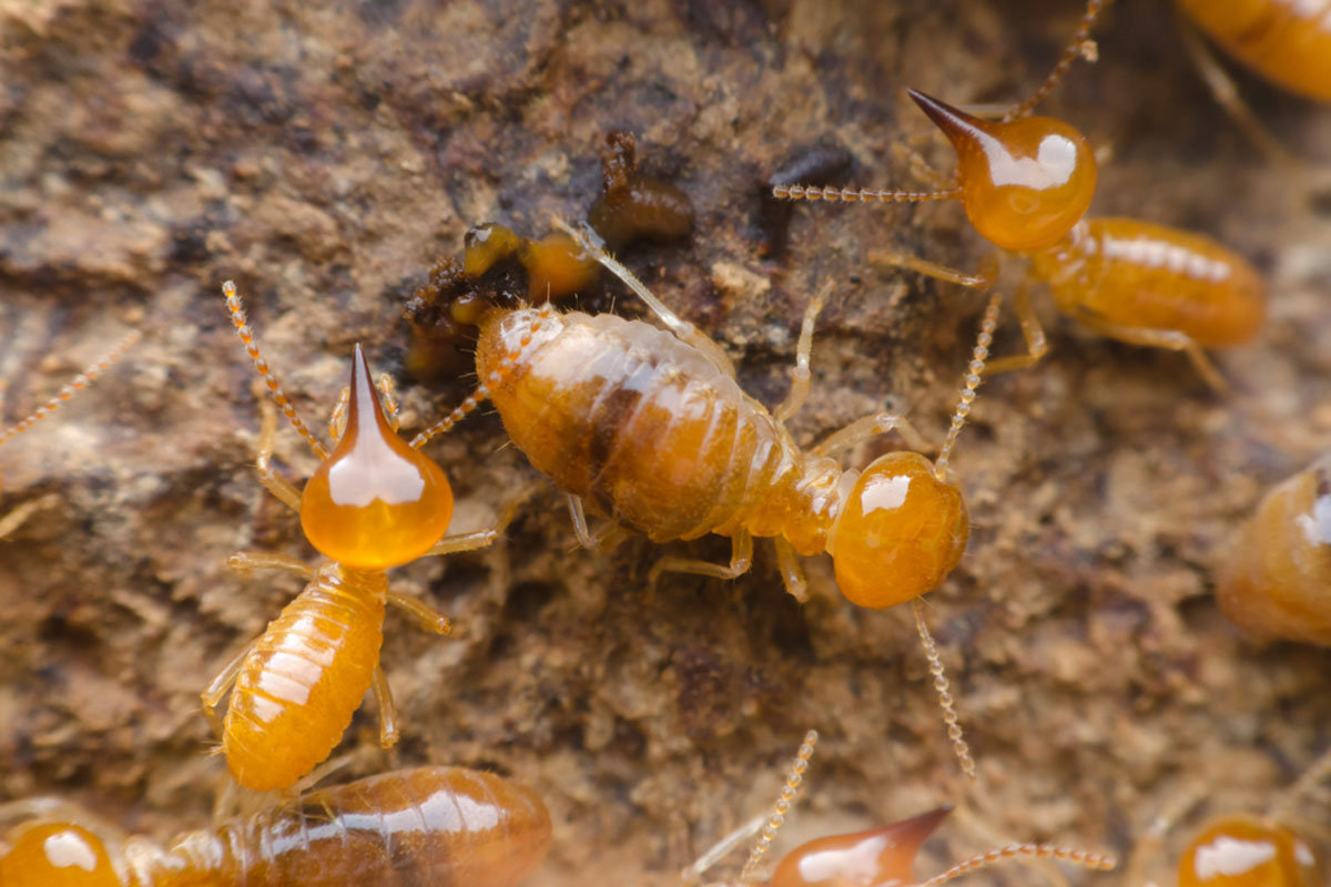 Cost Of Termite Control Services In Iowa