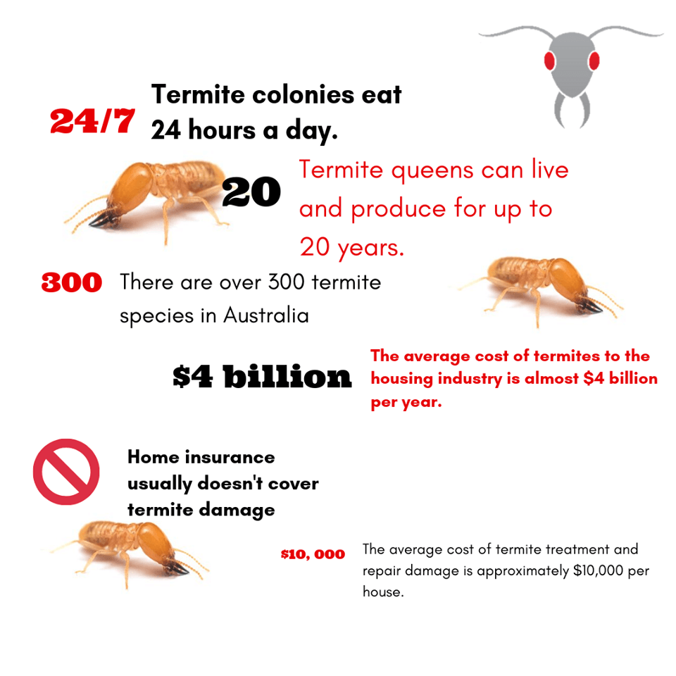 Cost Of Termite Treatment