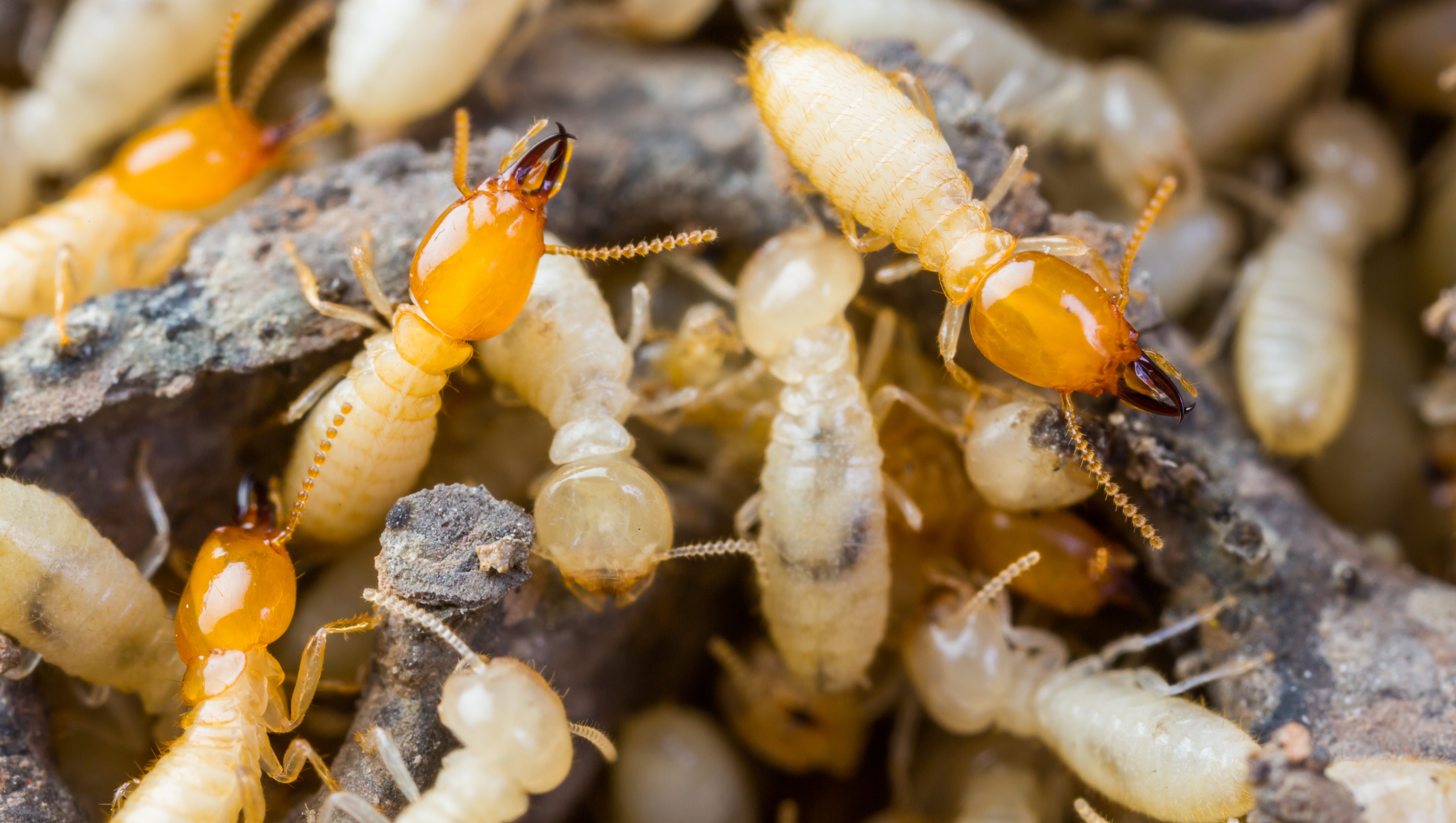 Cost Of Termite Treatment In New Mexico