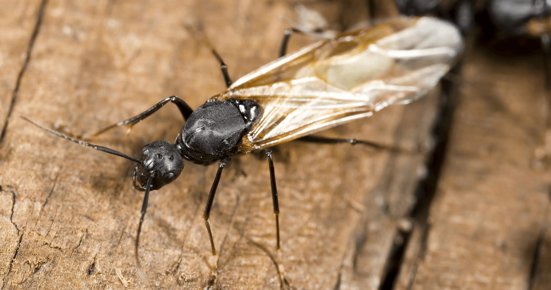 Damage Caused By Carpenter Ants