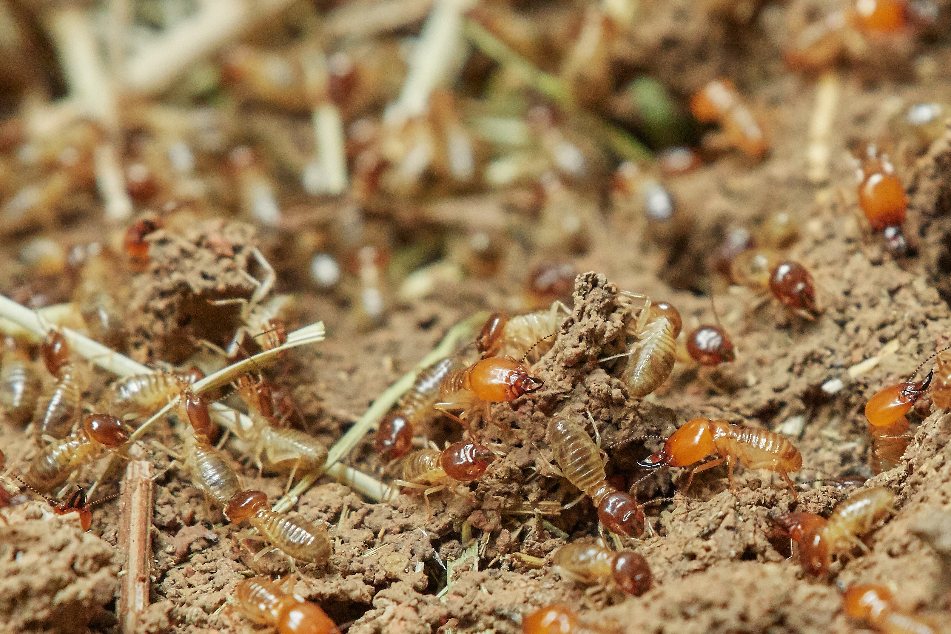 Damage Caused By Termites In Africa