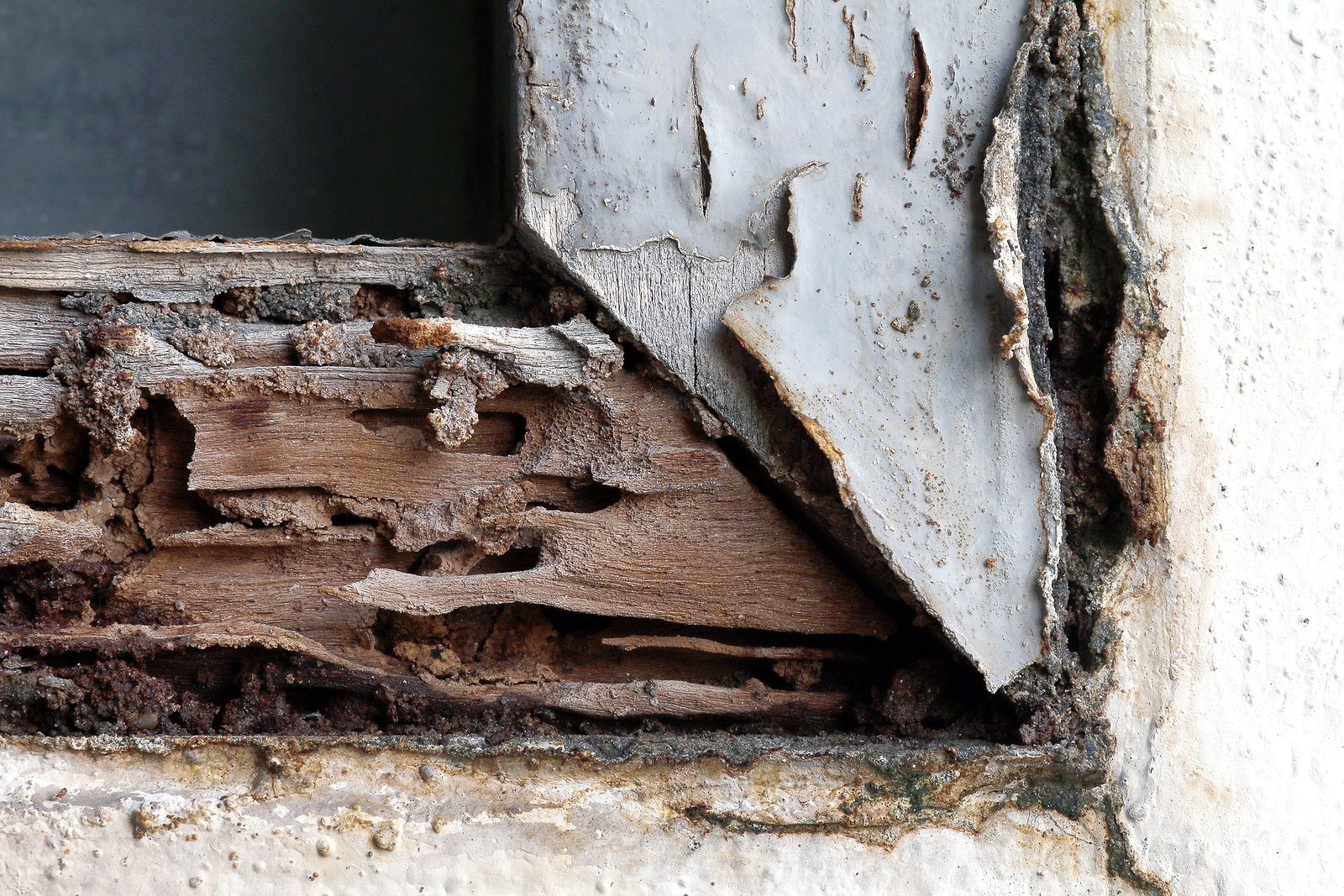 Damage Caused By Termites In Austin