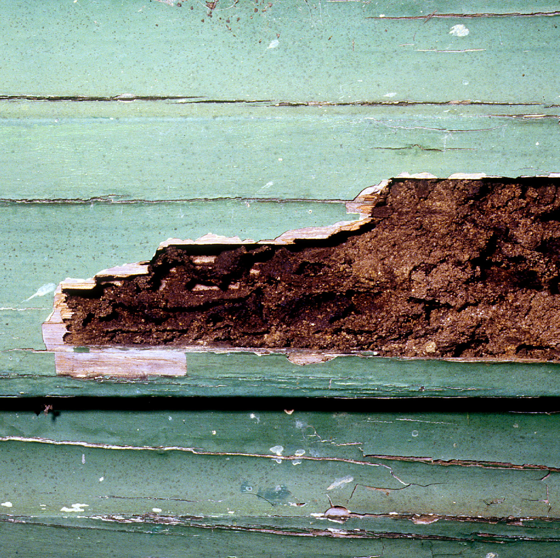 Damage Caused By Termites In Nc