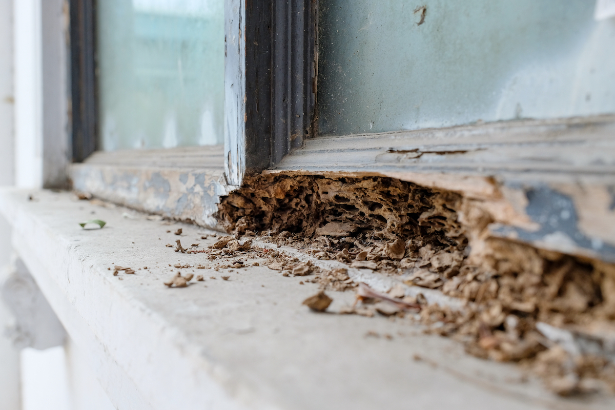 Damage Caused By Termites In Tennessee