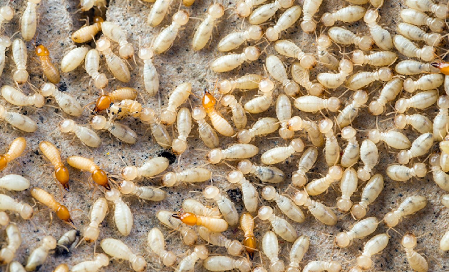 Definition Of Termites And White Ants