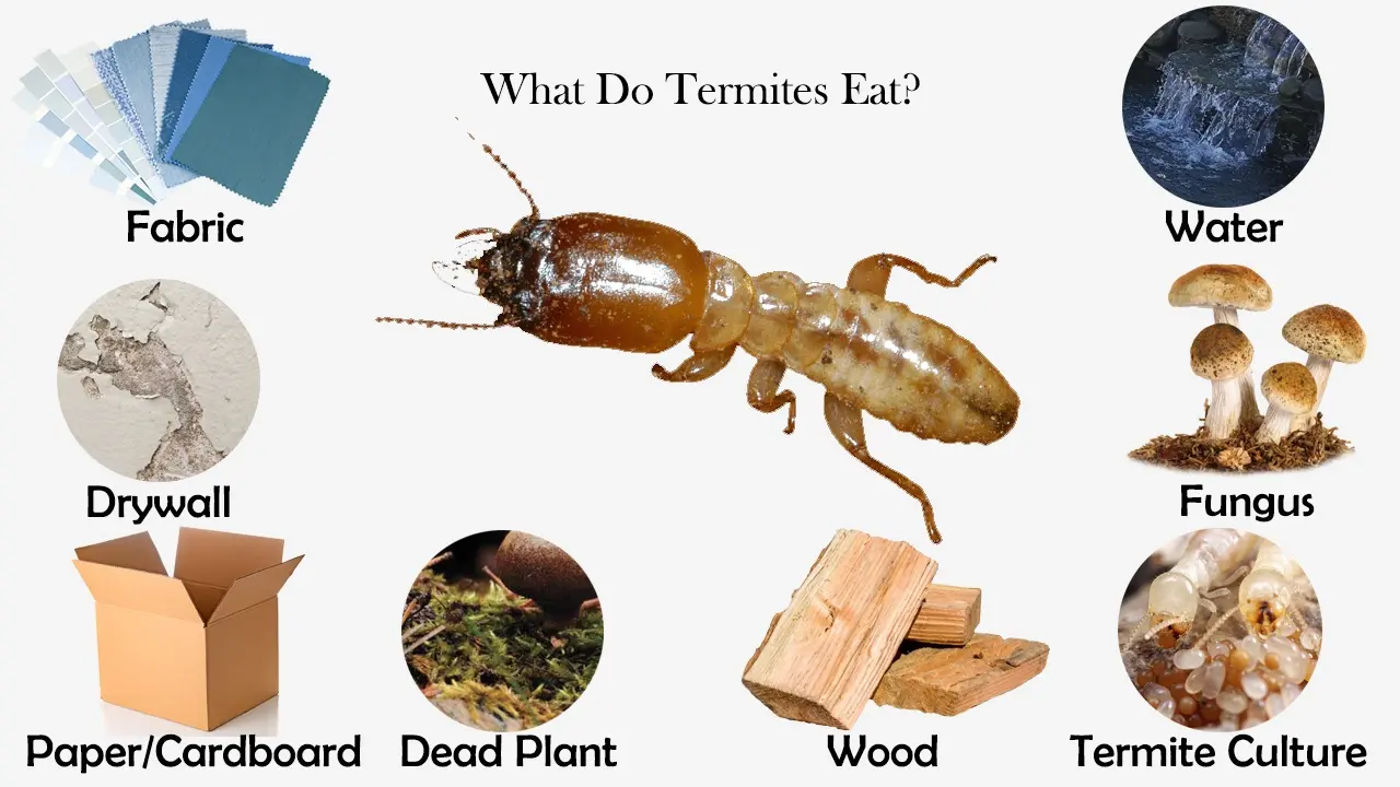 Diet Of Termites Larvae