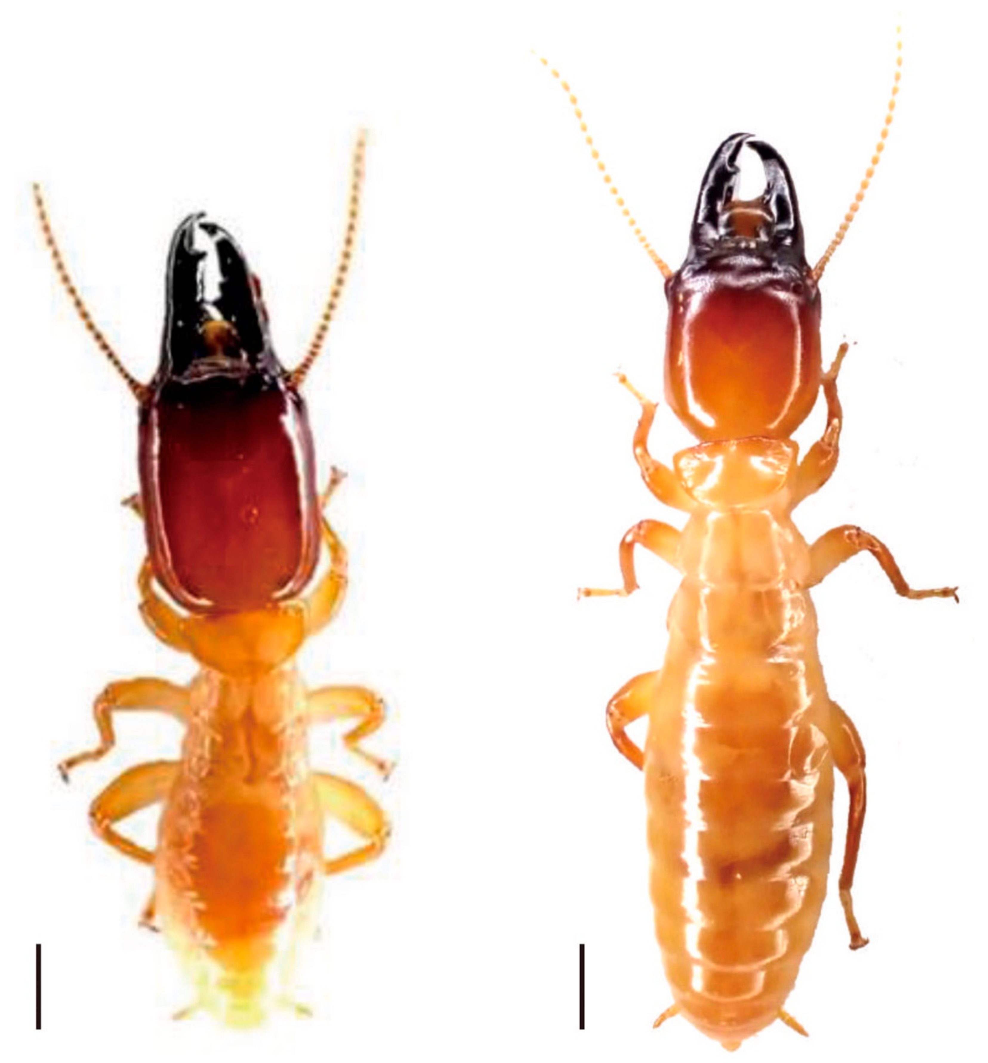 Difference In Size Between Worker And Soldier Termites