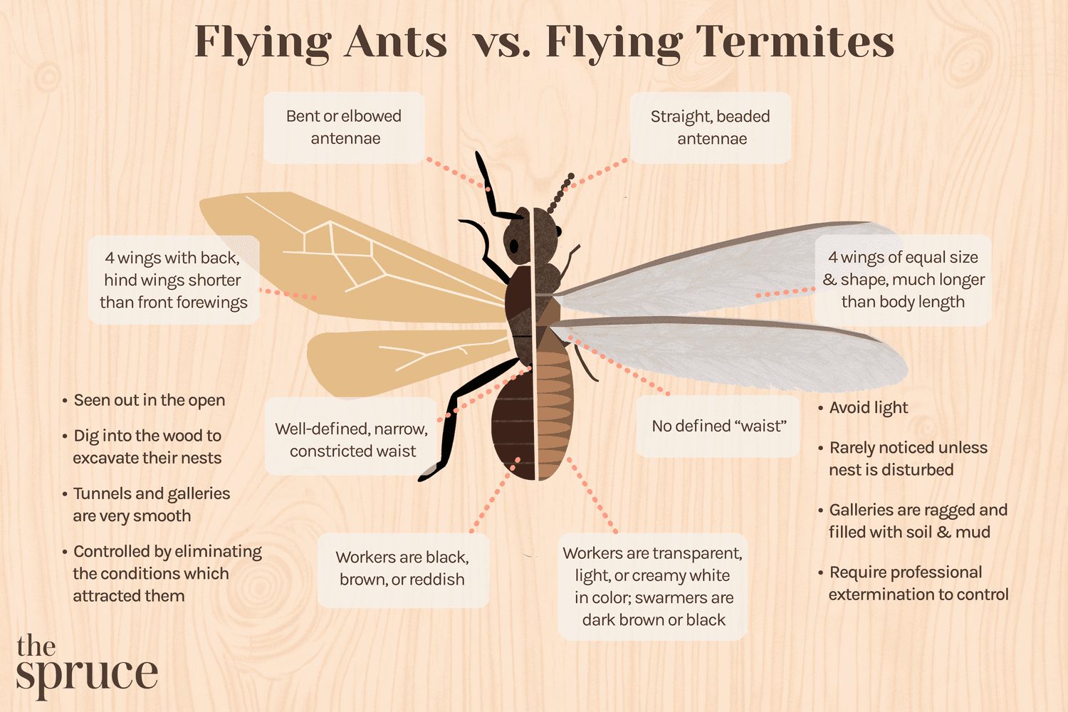 Differences Between Termites And Carpenter Ants