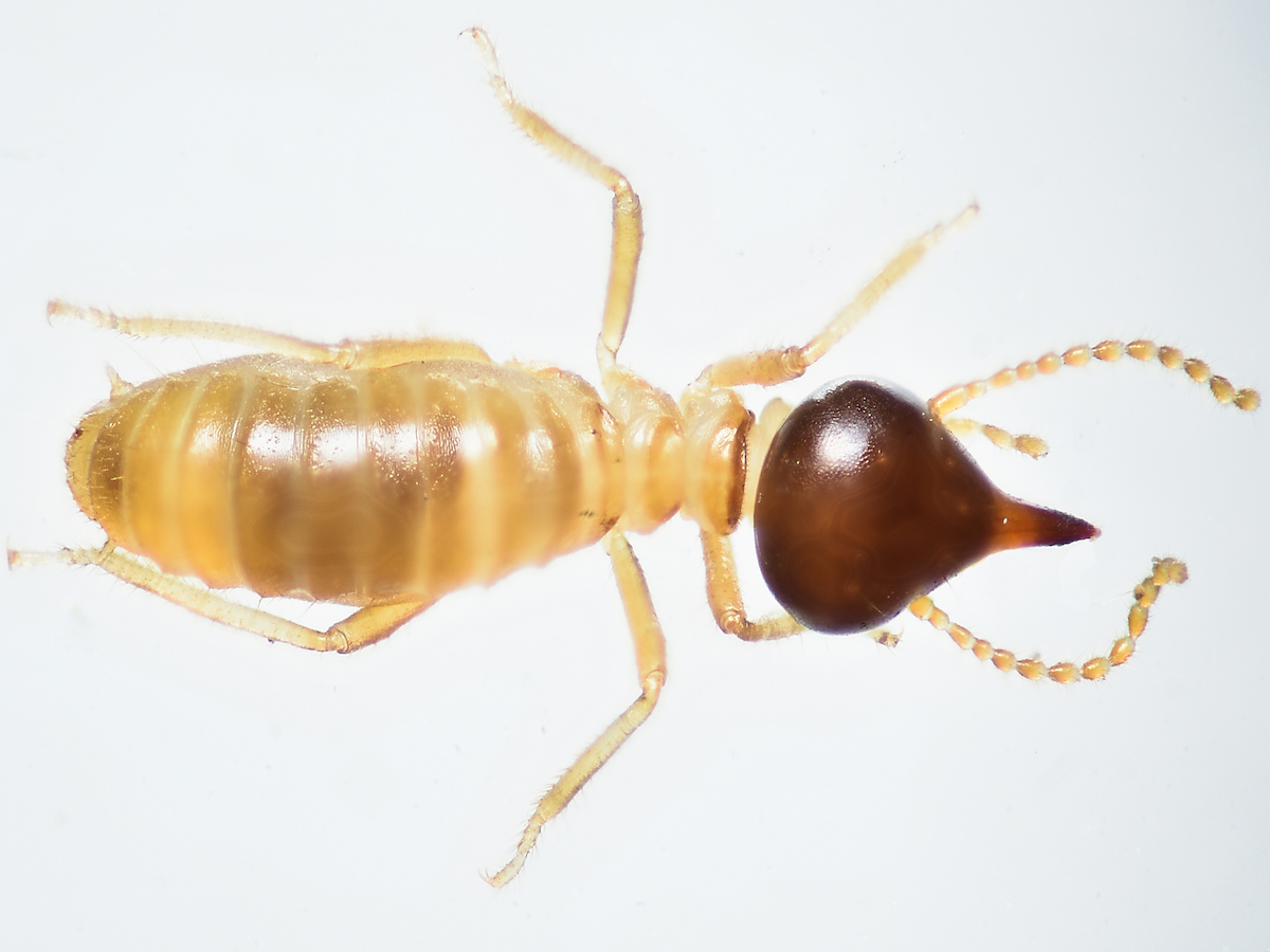 Different Varieties Of Termites In Texas