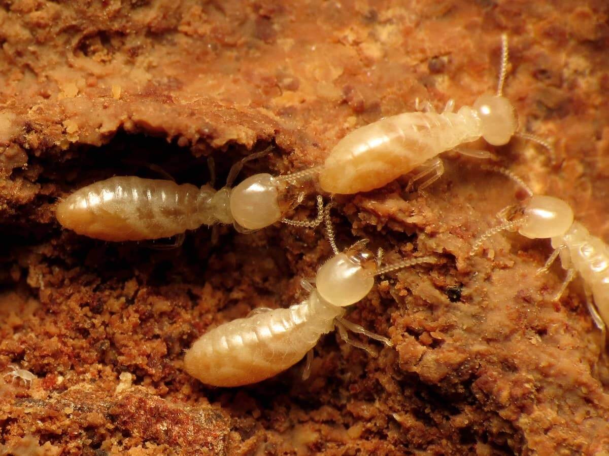 Diy Inspection Of Termites In Pennsylvania