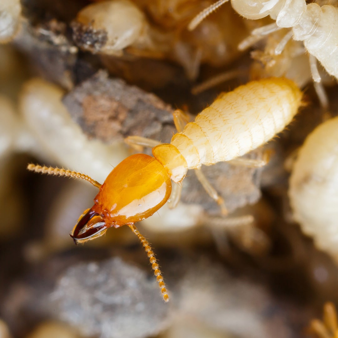 Diy Termite Control