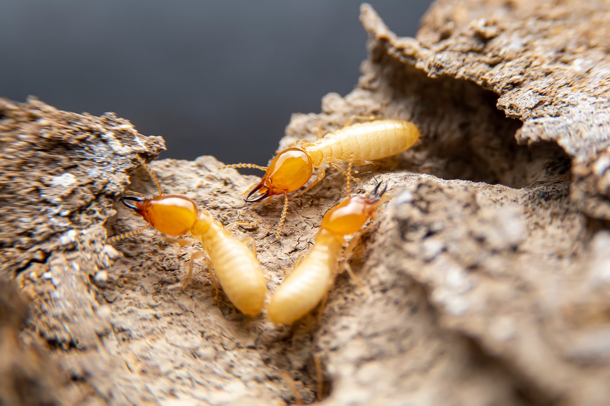 Diy Termite Control