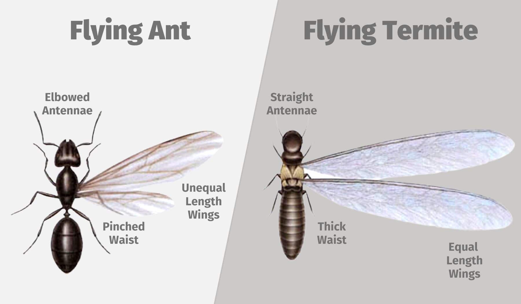 Do Flying Termites Eat Wood?