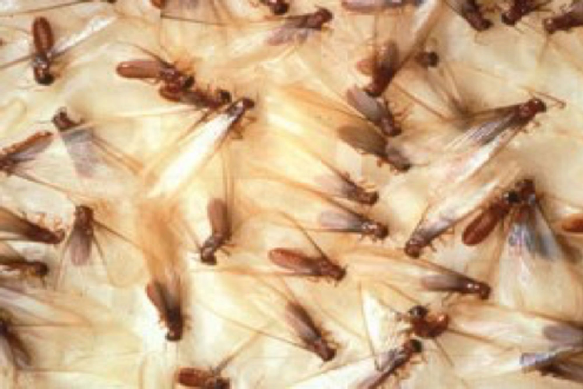 Do Termites Come Out At Night?