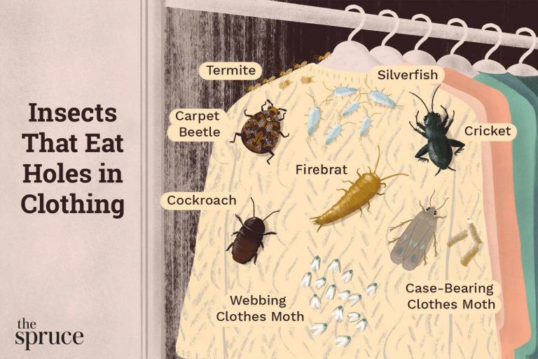 Do Termites Eat Clothes? Uncovering the Facts About These Common Pests