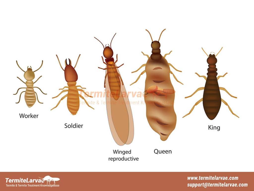 Do Termites Jump?