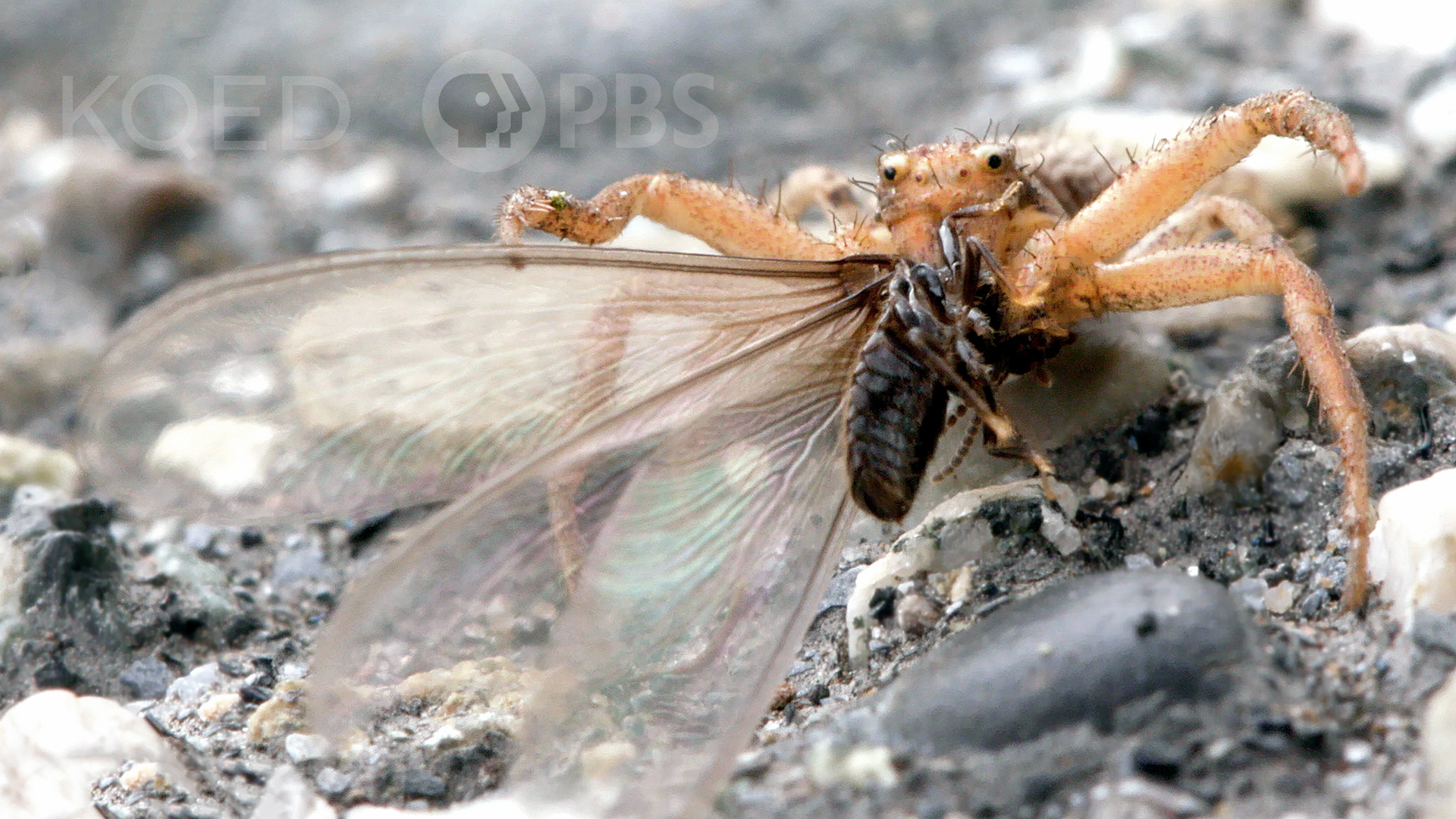 Do Winged Termites Eat Wood?