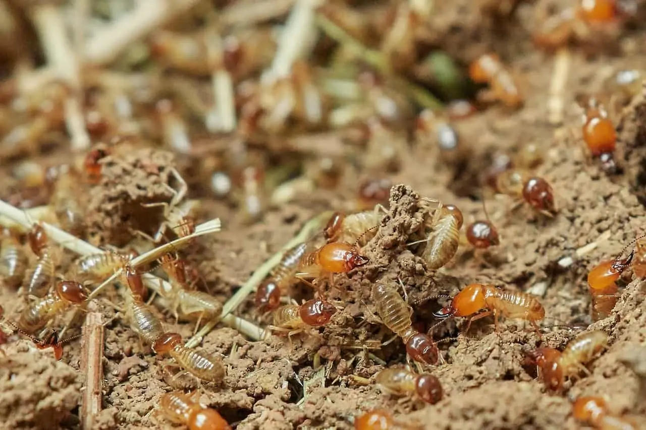 Does Cedar Mulch Attract Termites?