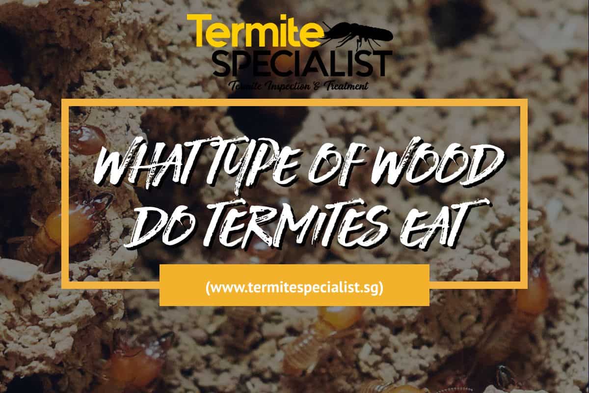 Does Plywood Provide Food Source For Termites?