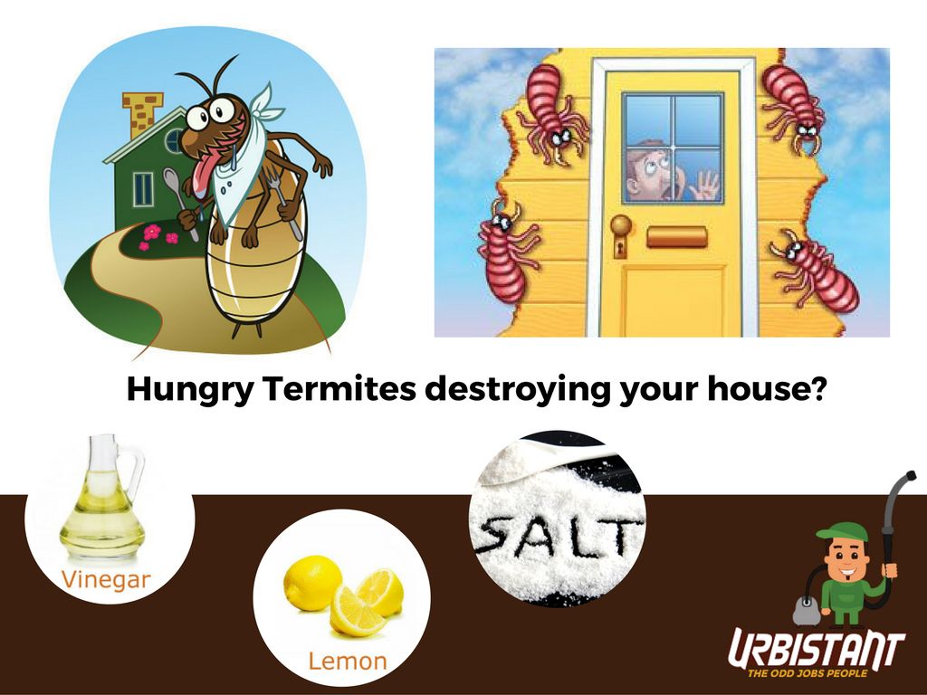 Does Vinegar Kill Termites?