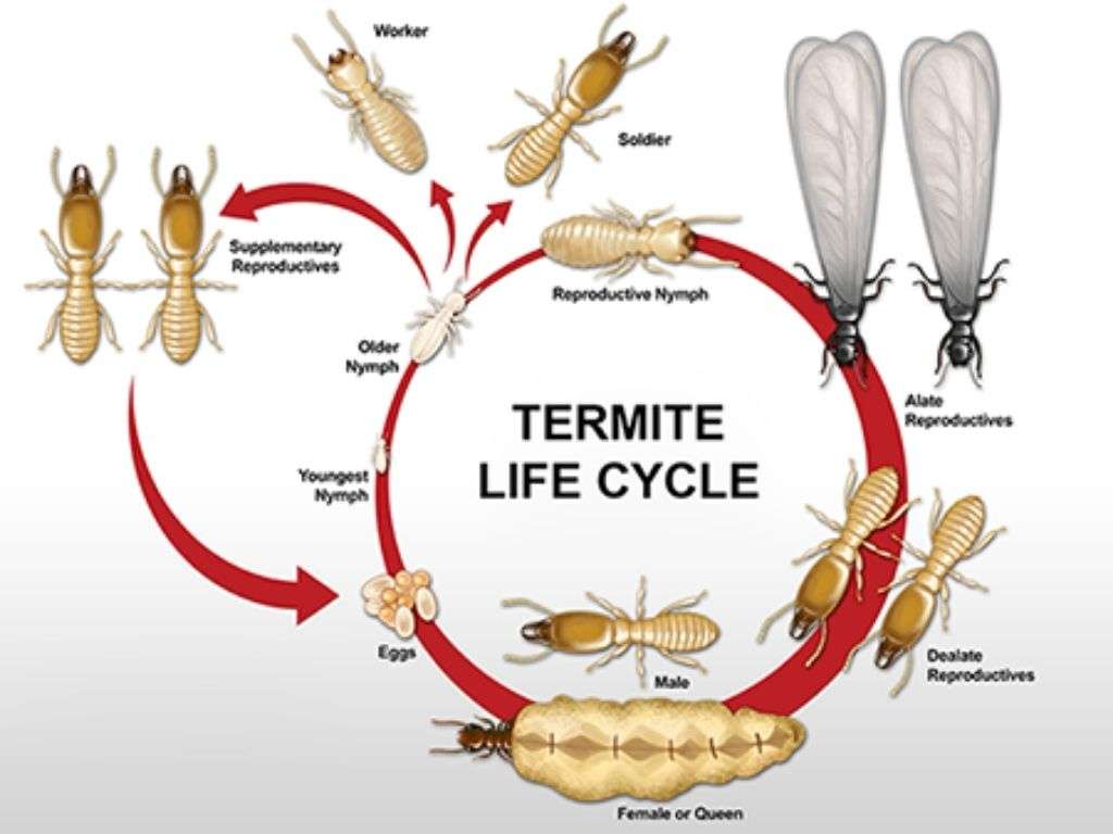 Factors Affecting Lifespan Of Termites